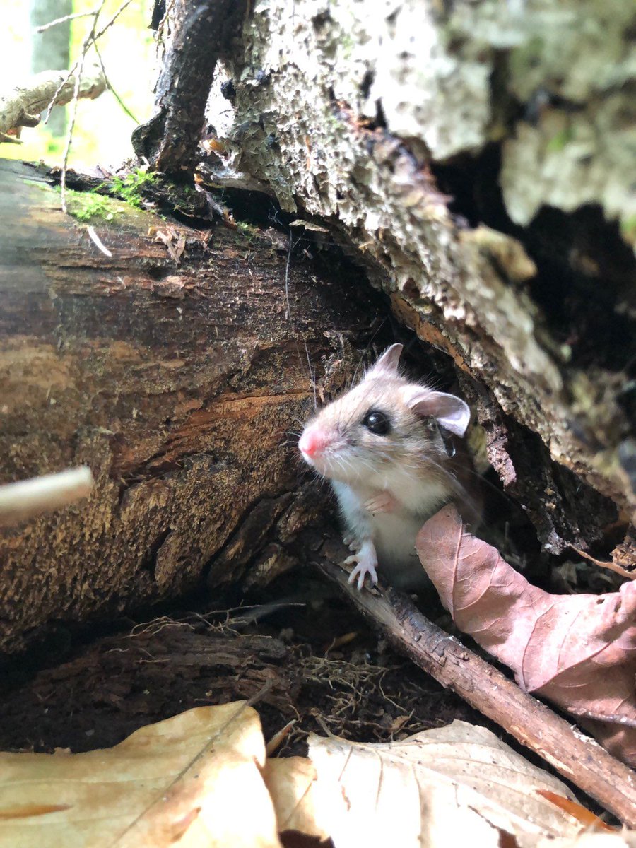NEON_sci's tweet photo. What can this peromyscus tell us about the ecosystem that it lives in? The #data this little guy provides us helps #scientists better understand the relationships between small mammals & the ecosystems they live in. https://t.co/JFYlxIUlhD https://t.co/h58SDQZkVk