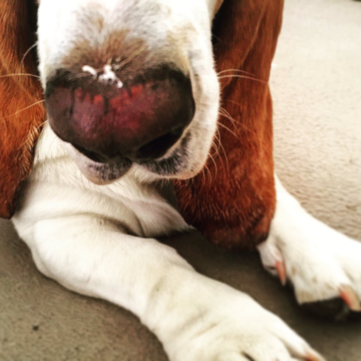 damewilma's tweet photo. Frieda hat eine Frischkäsenase 😋

#bassetismus https://t.co/JEHQsELbvj