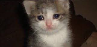 Ya tuhan , ingin menghabiskan uang. 5 buah kartu debitnya sudah terisi penuh , uangnya juga sudah ia investasikan ke perusahaan bahan bakar dan panti asuhan di Italia tapi masih banyak saja.

Tidak ada yang butuh uang , apa ?!