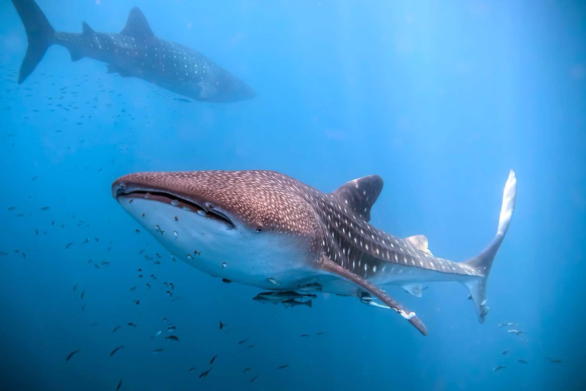 🐋🦈 😍😍 📷 Michelle <a href="/CoconutOdyssey/">Coconut</a>  📍 Cenderwasih Bay, Indonesia padi.co/w3sR2Q
