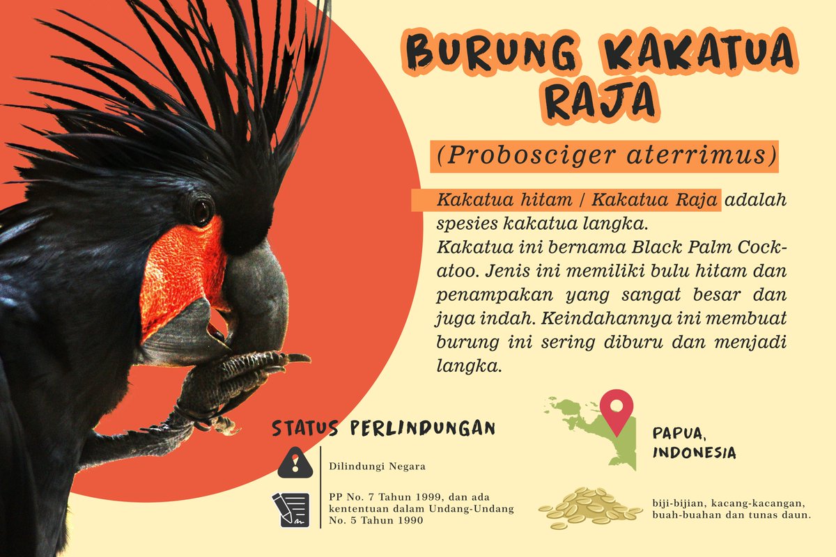 Hashtag Indonesiawildlife Sur Twitter