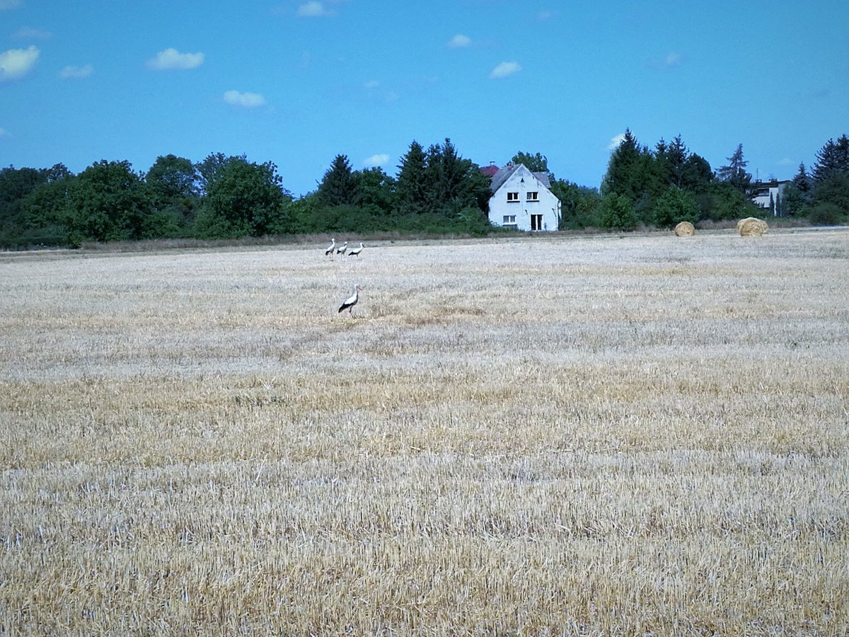 Brzezinkowe bociany 😍
Piękne, sielankowe widoczki w Brzezince Średzkiej.
#terazPolska #polskie #bocian #upały #BrzezinkaŚredzka