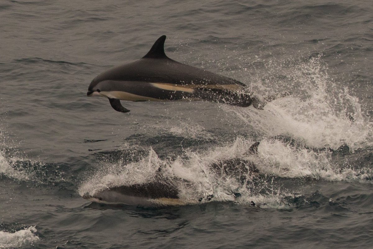 ORCA_web's tweet photo. It's been a fab weekend on the @SagaHolidaysUK Sapphire! Between Scotland & Iceland pilot whales & Atlantic white-sided dolphins were recorded. Then going into Reykjavik more pilot whales, minke whales, 5 bow-riding orcas, distant breaching humpbacks & harbour porpoise were seen! https://t.co/YtqWZbuNxe