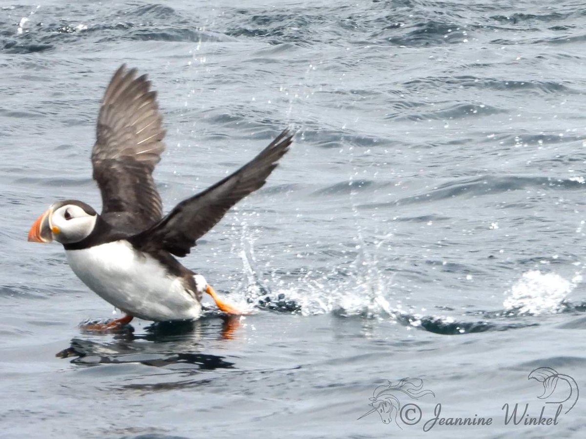 Puffin making a run at takeoff <a href="/mollybawntours/">Whale & Puffin Tours</a> #witlessbayecologicalreserve