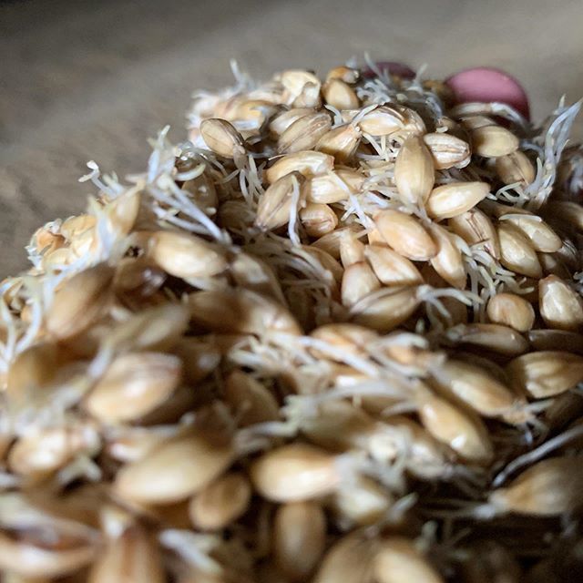 Schooner Pale Malt, grown a few hundred meters from where its now germinating.
#singleorigin #craftmalt #riverina #sustainableagriculture #smallbusiness #supportlocal #craftmaltsters #craftbeer #buylocal #brewlocal #beerstartshere #farmtoglass #paddocktopint