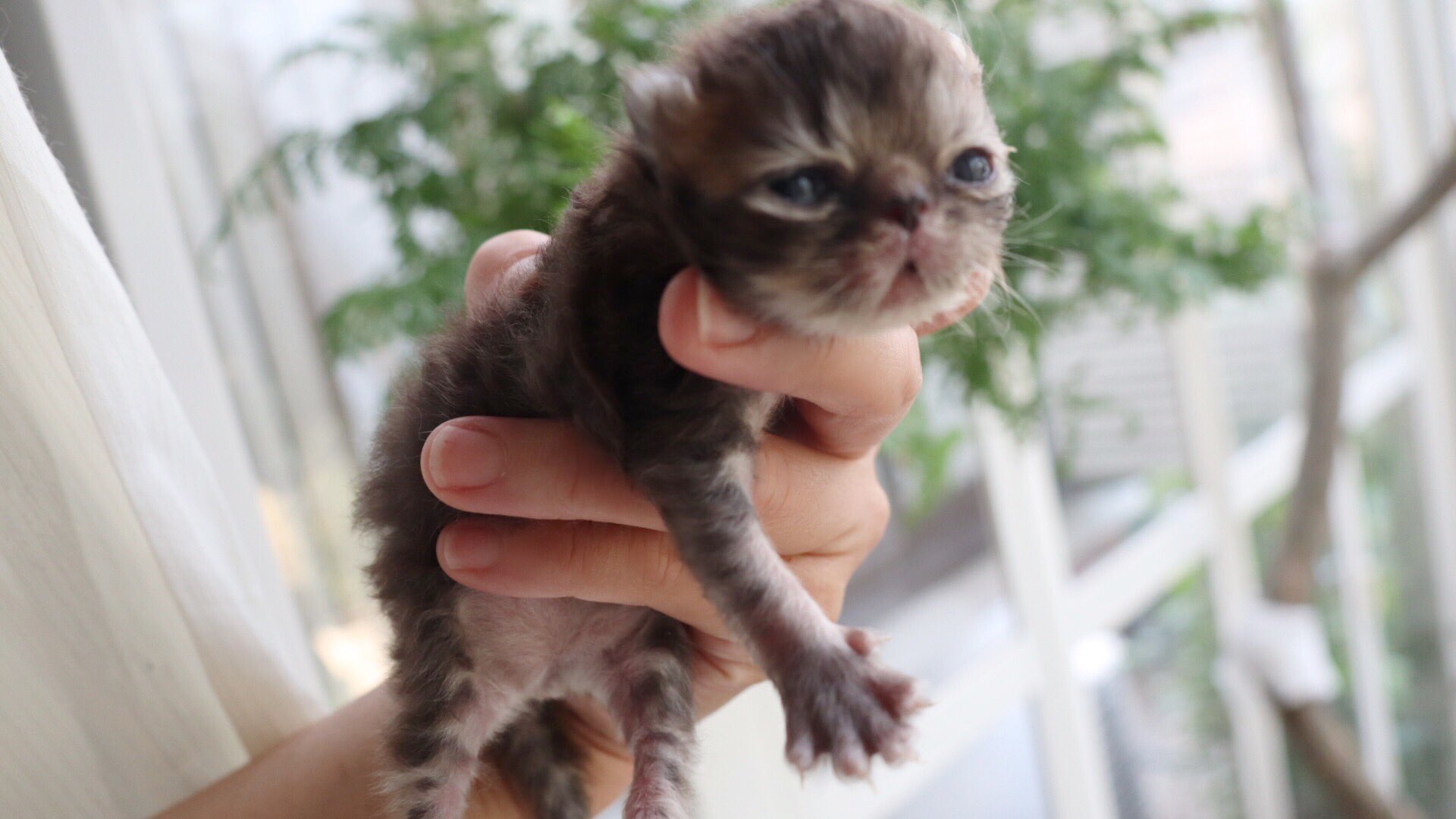 ペルシャ猫の赤ちゃん Twitter Search Twitter