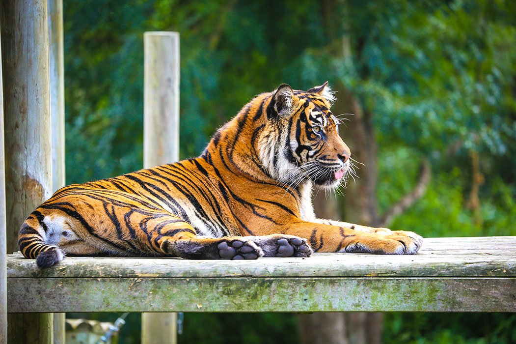 SuperBreak's tweet image. Celebrate #InternationalTigerDay with a trip to Chessington World of Adventures Resort... 🐯

With a Zoo &amp;amp; SEA LIFE centre made up of over 1000 animals and over 40 rides &amp;amp; attractions, a day at Chessington is fun for all the family 🎢

Discover more here: bit.ly/2SDMLpy