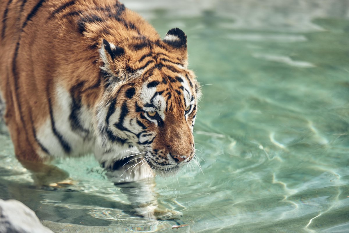 SuperBreak's tweet image. Celebrate #InternationalTigerDay with a trip to Chessington World of Adventures Resort... 🐯

With a Zoo &amp;amp; SEA LIFE centre made up of over 1000 animals and over 40 rides &amp;amp; attractions, a day at Chessington is fun for all the family 🎢

Discover more here: bit.ly/2SDMLpy