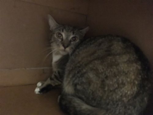 CutePetsPtown's tweet photo. Hi! My name is Algae, a female Domestic Short Hair. #DomesticShortHair #cat #Portsmouth https://t.co/xgDUTlmqxO https://t.co/DuS7s3llBz