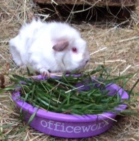 knightsandhyde's tweet photo. Carolyne managed to get pictures with all of her guinea pigs over the weekend... @EvieDog #officeworxpet 🐹 https://t.co/c7OMNqVU7f