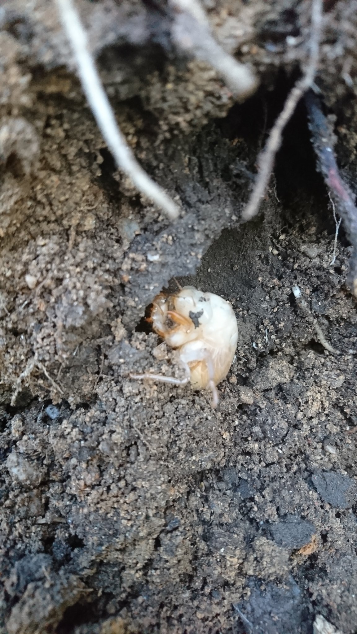 Twitter 上的 ほえほえ 穴掘ってたら土の中の セミの幼虫発見 大きさ的には十分だけど 色が白いから来年デビューな感じかな けどここは掘っちゃわないとだから違う場所に移してあげよう 邪魔してごめんね T Co 1e69afzwnx Twitter