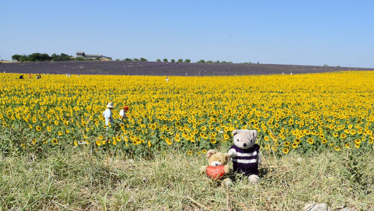 #Sunflower and #Lavender fields at #Valensole. #Travelling #Bears in #Provence, #France travellingbears.dk/bears/provence…