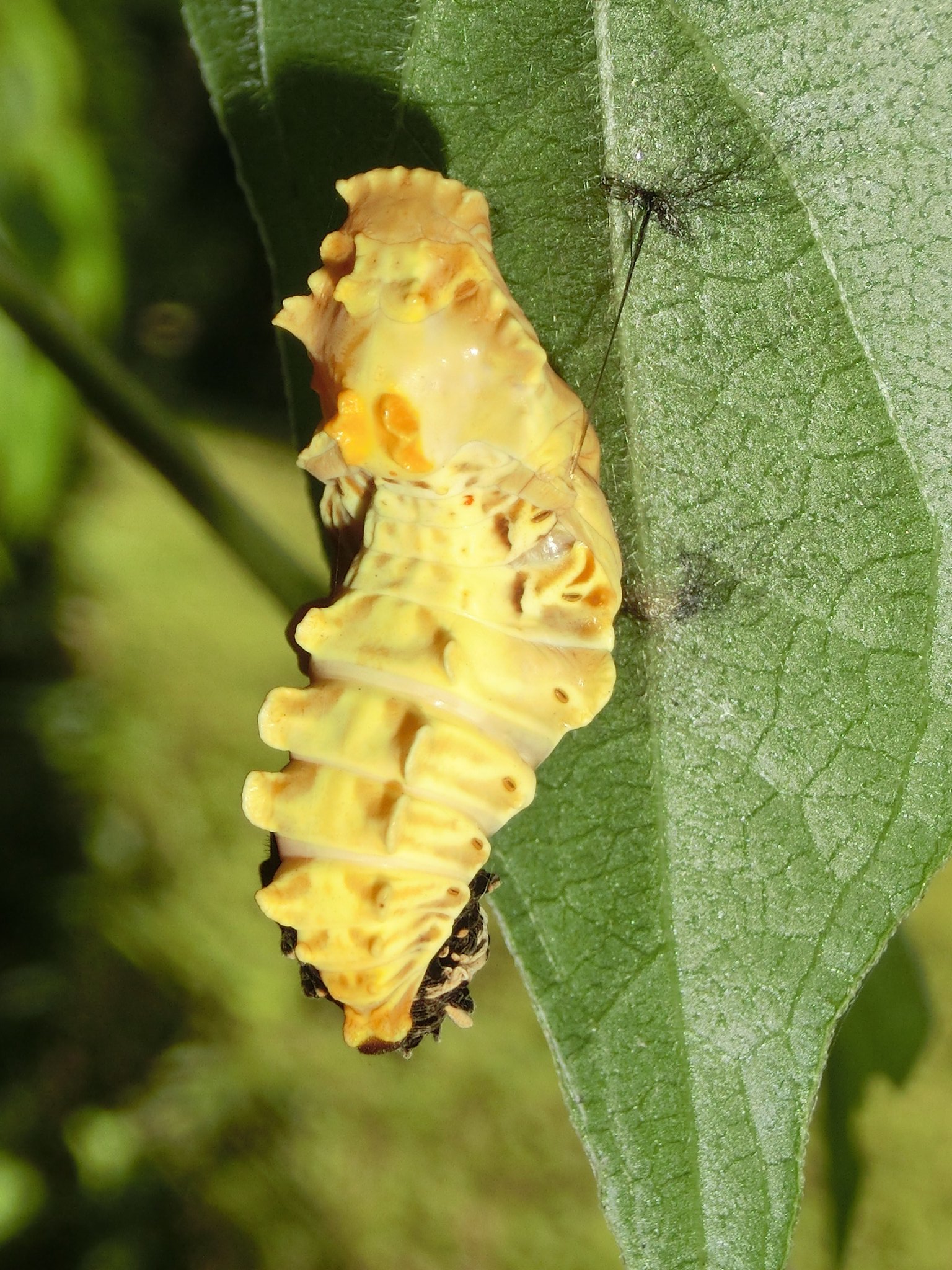 風信子 かのこ お菊虫 ジャコウアゲハの蛹 なにげにサナギを見たのは初めてだったりする 昆虫 蝶 ジャコウアゲハ T Co W6et2xeh3i Twitter