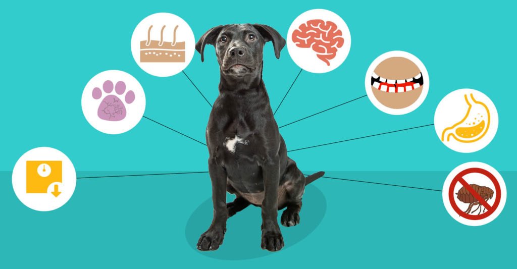 Top 7 Reasons To Use Coconut Oil For Dogs dogsnaturallymagazine.com/top-7-reasons-…