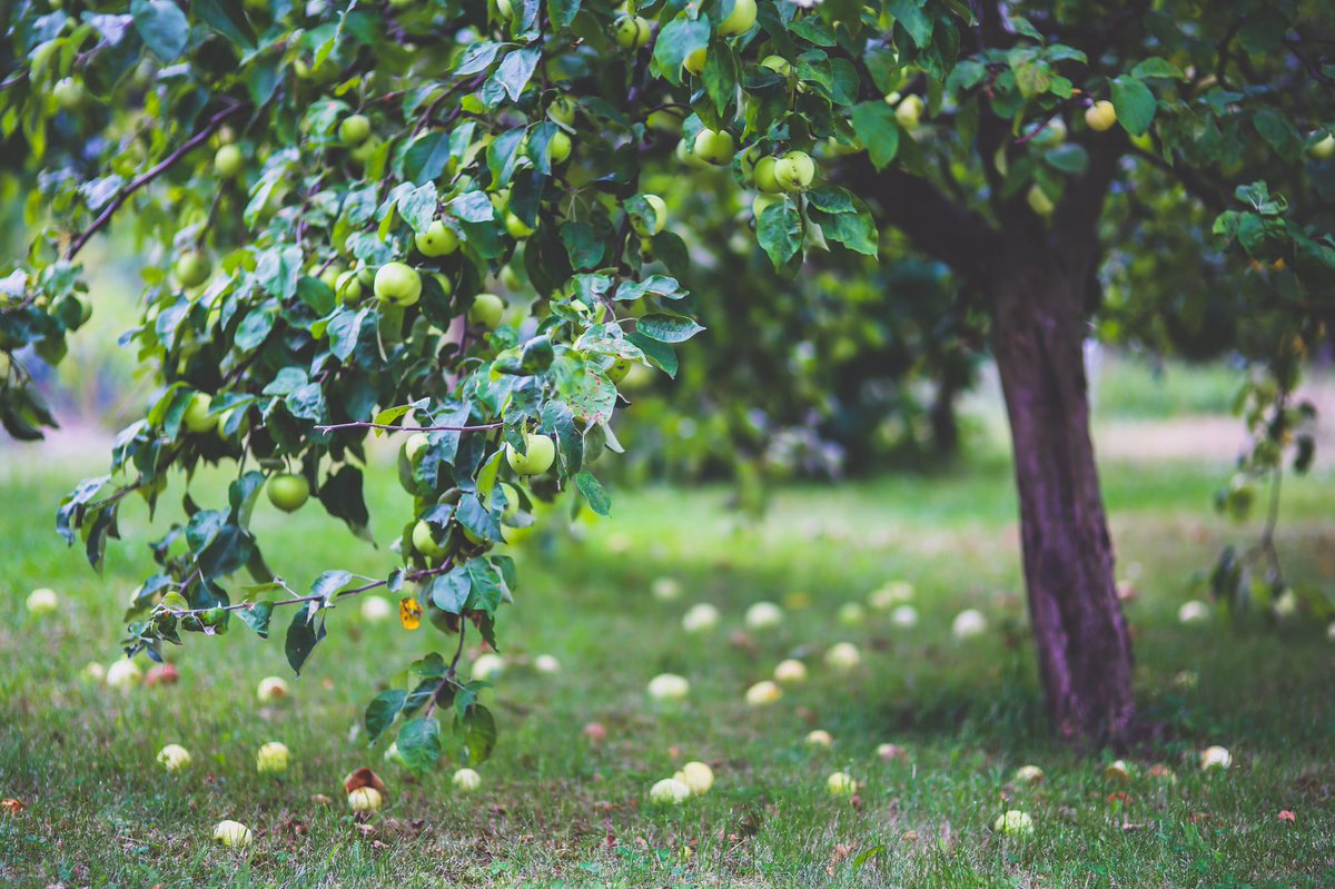 Experiencing fruit drop? RGA to the rescue! Check out our studies on how Rapid Growth Activator helps reduce waste from fruit drop! citrobio.com/new-rga #applefarm #applefarmer