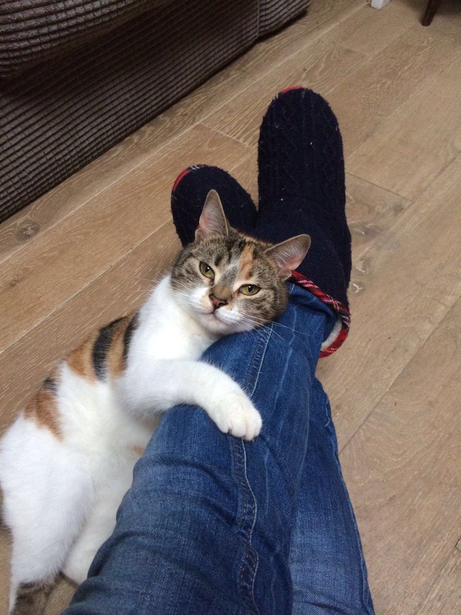 My cat Wilma is missing from Twycross Rd area in Burbage, if found please take to vets as she is chipped or call 07967 199018 with info...if tagged PLEASE SHARE!? <a href="/hinckleytimes/">The Hinckley Times</a> @burbagecc <a href="/NkfBurbage/">NKF Burbage FC</a> <a href="/hinckandbos_bc/">Hinckley & Bosworth BC</a> <a href="/HinckleyPP/">HinckleyPastPresent</a>
@PoliceHinckley <a href="/WonderfulHinck/">Wonderful Hinckley</a> <a href="/LGBThinckley/">LGBT+ Hinckley</a>