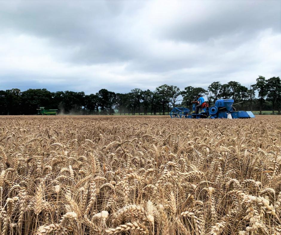 🌦 On a essayé de #moissonner aujourd’hui mais la pluie nous a rattrapé... On espère pouvoir finir cette semaine. 
En photo, la moissonneuse d'Agritech Service, qui nous sert à récolter les #essais.
#moisson2019 #Bretagne