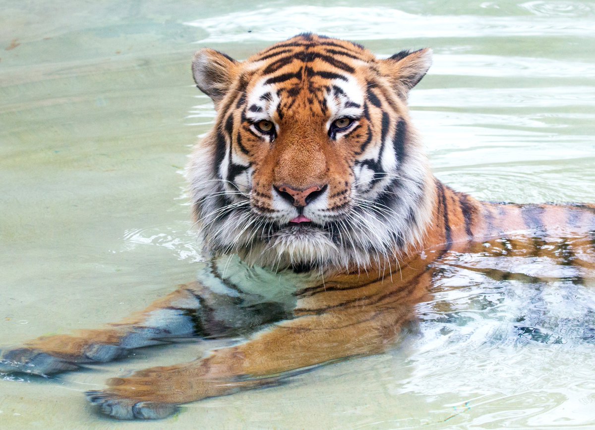 IndianapolisZoo's tweet photo. Happy #InternationalTigerDay! Unlike most cats, tigers are excellent swimmers. Max spends lots of time in the pool to cool off during the summer months. https://t.co/oa5hwWVotw
