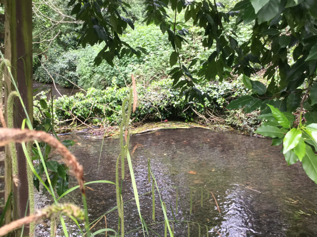 EnvAgencySE's tweet photo. Now you see it now you don't part 2. Our #NorthfleetFieldTeam removed a blockage that was reported by a member of the public on the #RiverDarent near the high street in #Otford https://t.co/ZalPy1VrEO