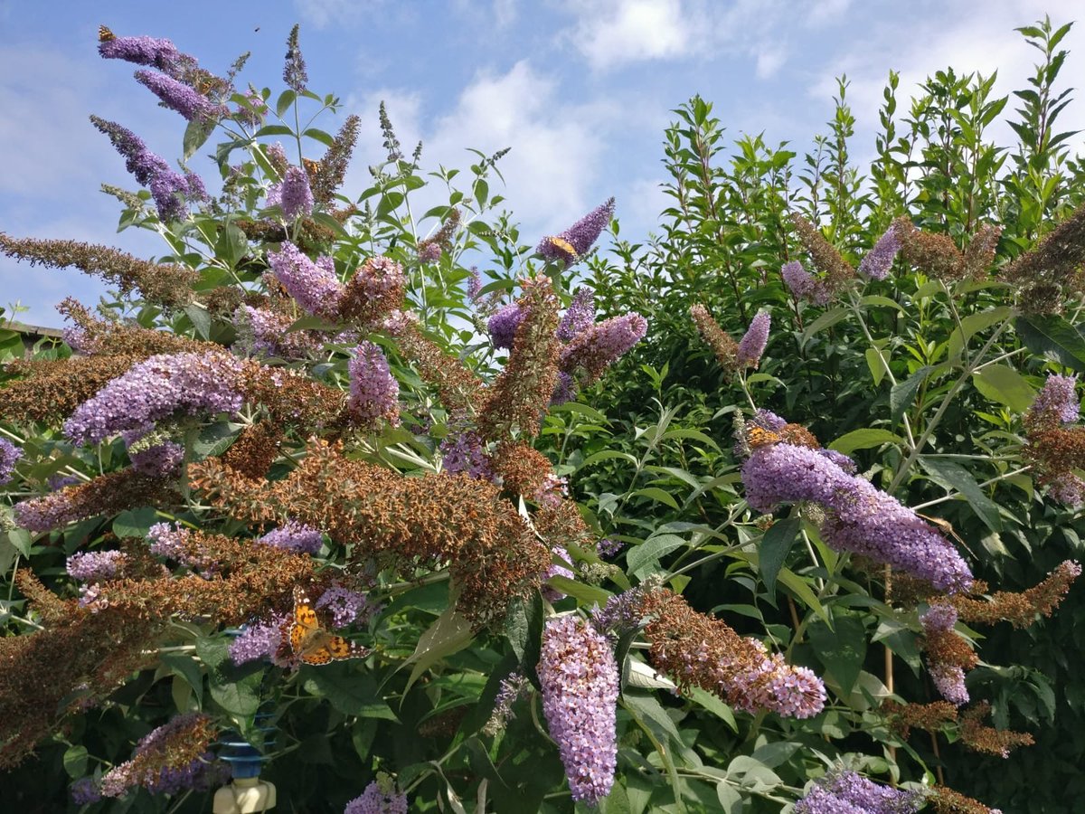 Wonderful pix of #Paintedladies in Edinburgh from correspondent Heather G. #Butterflies  #bigbutterflycount  #ButterflyCount