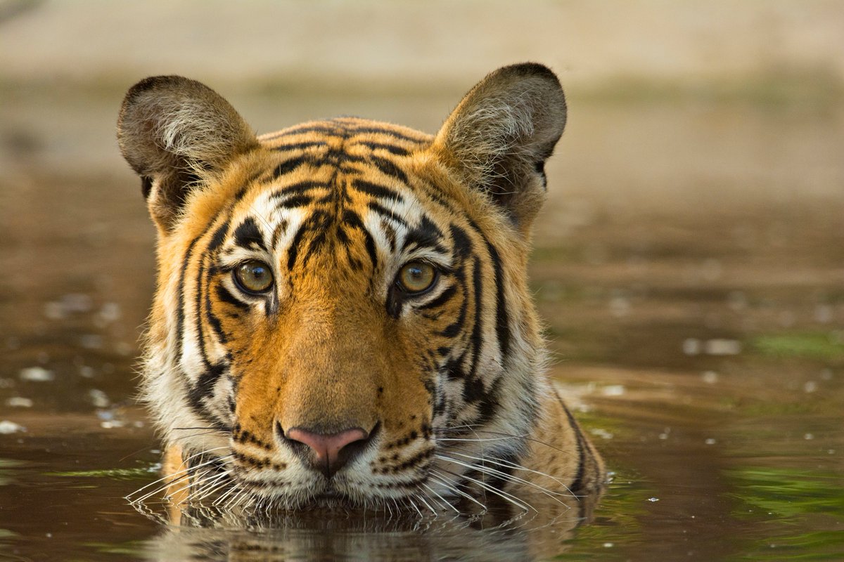 UNinIndia's tweet photo. Great news! #India🇮🇳has not only achieved its target of doubling the tiger population 4 years ahead of the scheduled time but is now home to 75% of the world's tiger population!

#InternationalTigerDay 🐯
#GlobalTigerDay 🐯 https://t.co/eJHiGk0XsR