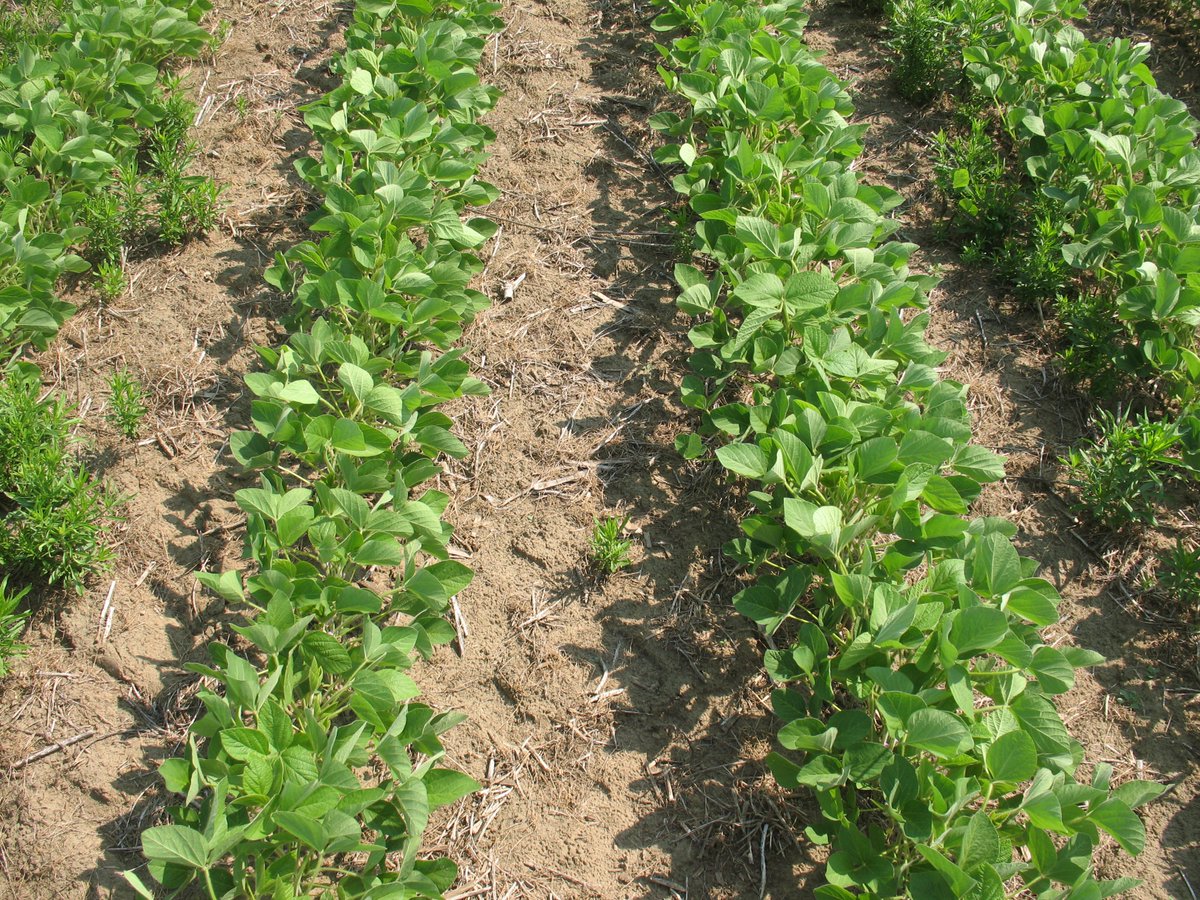 psikkema1's tweet photo. Glyphosate-resistant Canada fleabane in an Ontario field. Control, BlackHawk and BlackHawk + Sencor. https://t.co/jh1ZEE0NVY