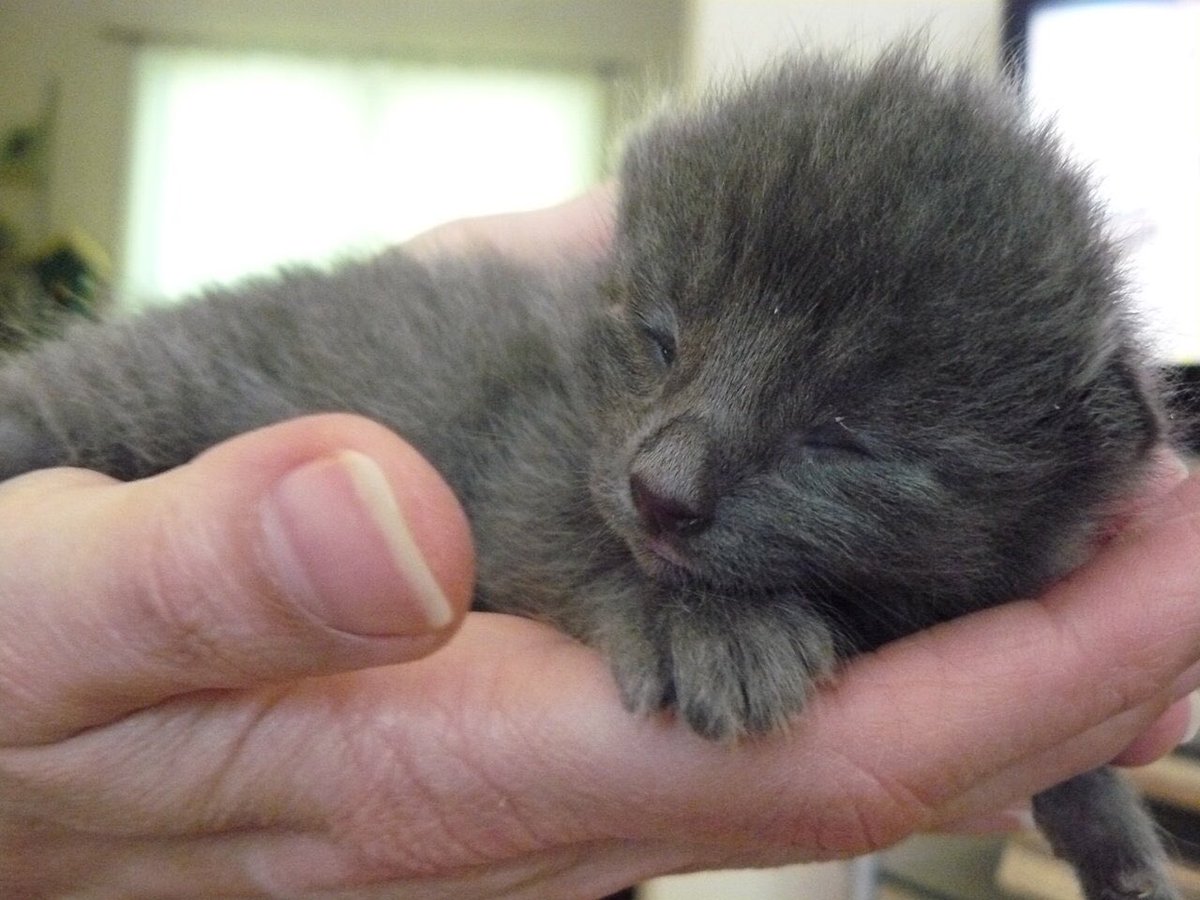 bearcatson's tweet photo. important to add: fresh baby, 6-7 years old, and 10 years old (present) https://t.co/iwWgfAHvQJ