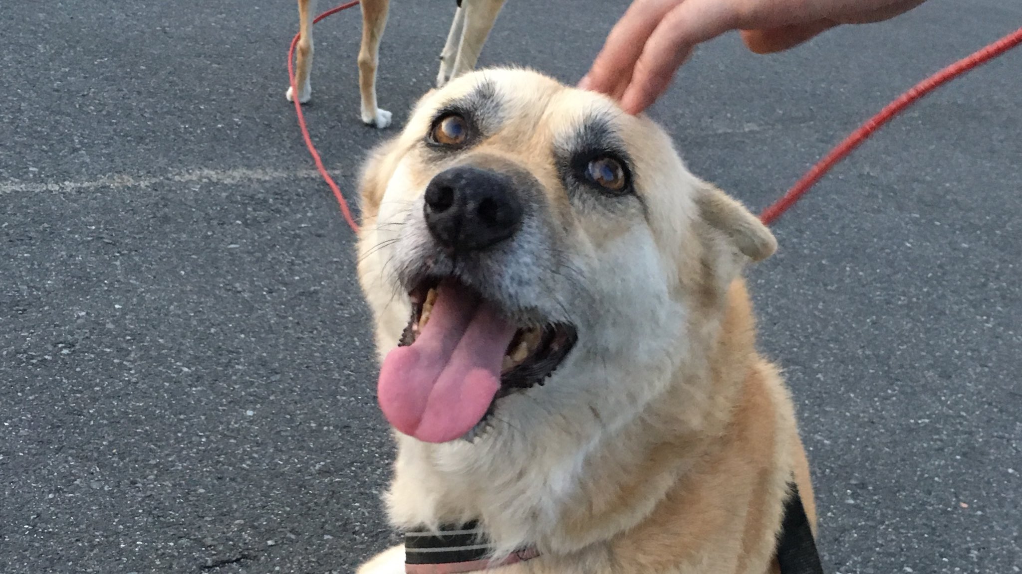 がくこ 犬を撫でると嬉しい気持ちになり 撫でられた犬は嬉しい気持ちになり 多分 その写真を見た人は嬉しい気持ちになるので幸せの連鎖 撫でられる犬 がくこ 犬を撫でると嬉しい気持ちになり 撫でられた犬は嬉しい気持ちになり 多分 その写真を見た人は嬉しい気持ちになるので幸せの連鎖 撫でられる犬