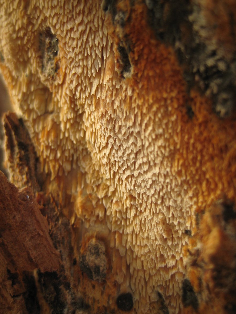 treeruss's tweet photo. We also discovered the very rare #OrchardToothCrust fungus (#Sarcodontia crocera) at two sites, illustrating the incredible biodiversity value of these old orchards.
#NLAOrchards https://t.co/Zi2Sv63ozP