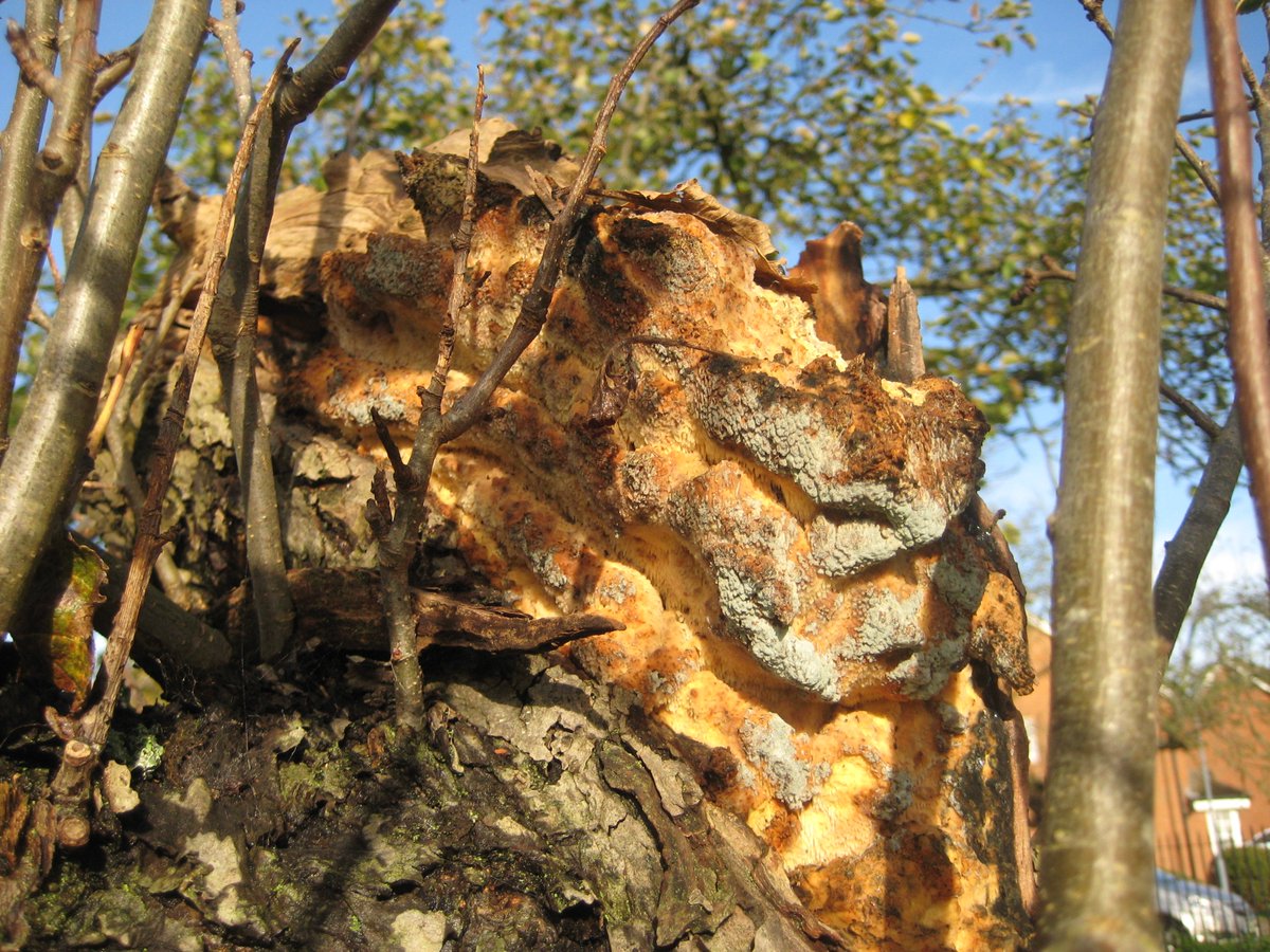 treeruss's tweet photo. We also discovered the very rare #OrchardToothCrust fungus (#Sarcodontia crocera) at two sites, illustrating the incredible biodiversity value of these old orchards.
#NLAOrchards https://t.co/Zi2Sv63ozP