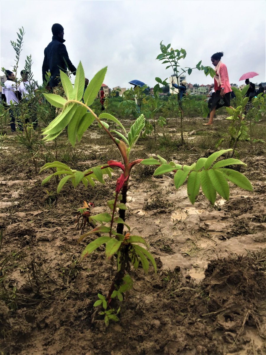 The rain didn't stop us! <a href="/CGIARclimate/">CGIAR Climate Action</a> &amp; <a href="/CGIAR/">CGIAR</a> partners planted our seedlings today at Addis Ababa's Adwa Park as part of Ethiopia's record-breaking #GreenLegacy