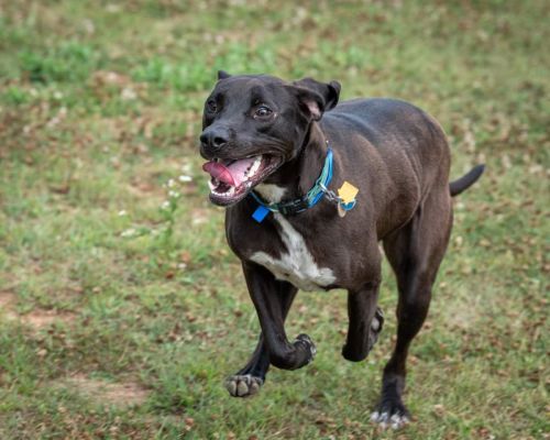 CutePetsCHA's tweet photo. Hello! I'm Gotze. I am an altered male labrador retriever/american staffordshire terrier mix. https://t.co/2DnuKozzZt https://t.co/wBEo4PDVaG