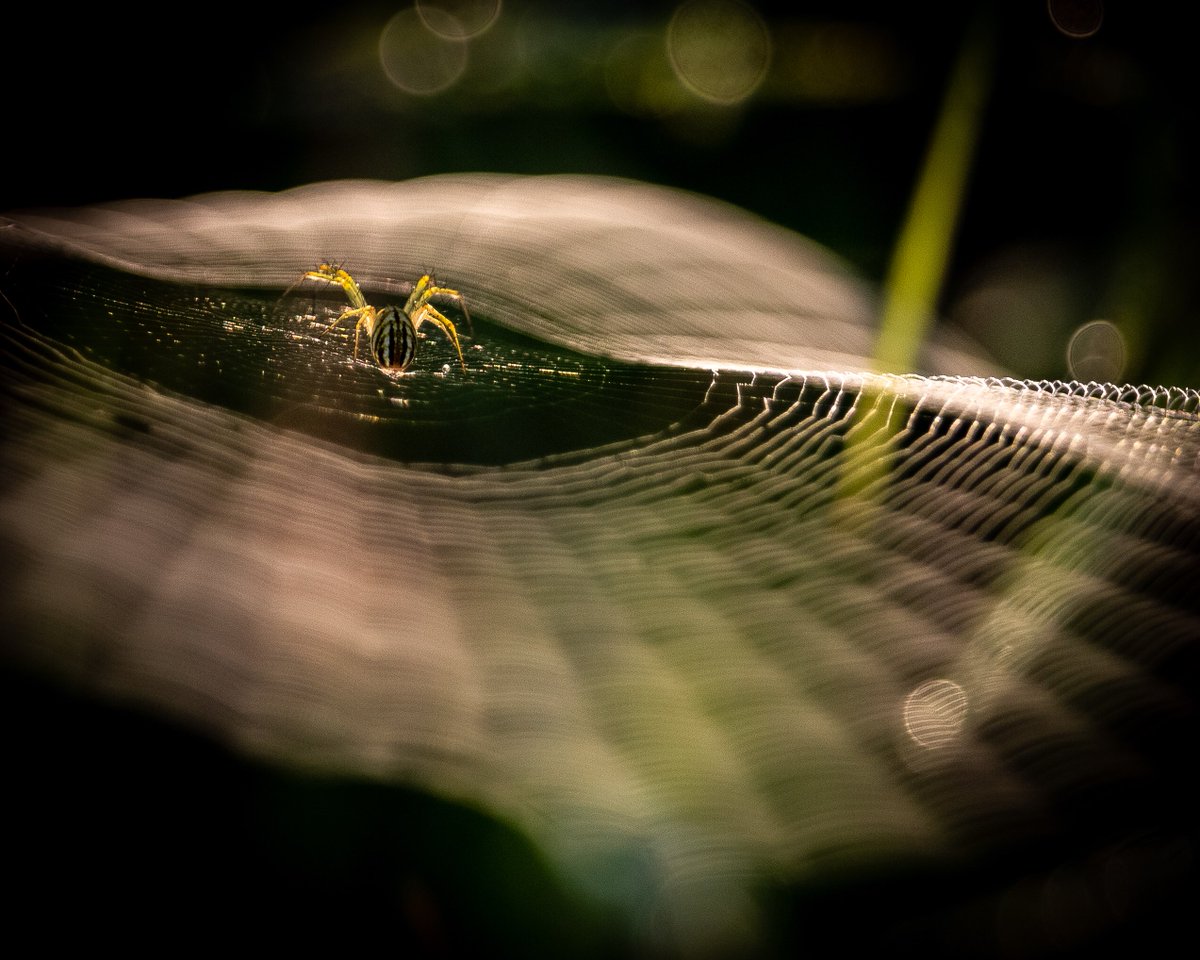 EdComeau tweet media