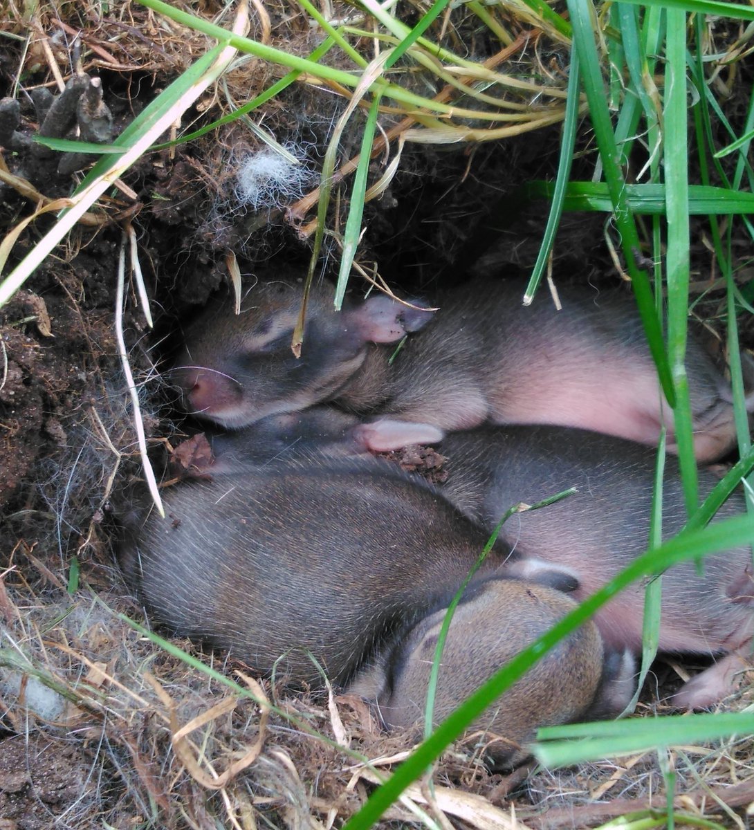 SkedaddleWild's tweet photo. Rise and shine! We have baby bunnies 🐰 Our team responded to a bird call and came across these babies in the front yard. As a homeowner, you want to be proactive and check your yard before you mow your lawn. Please be aware of dry patches of grass as babies can be underneath. https://t.co/RyJI6CAcBy