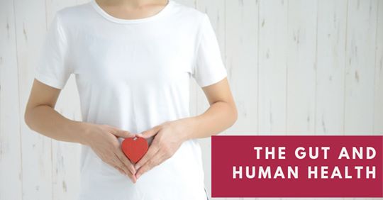 KentScientific's tweet image. The human gut, or microbiome, is emerging as an important factor in human health. Learn more about recent studies focused on this area in our #KentConnects blog: ow.ly/Id6N50vf2Ym