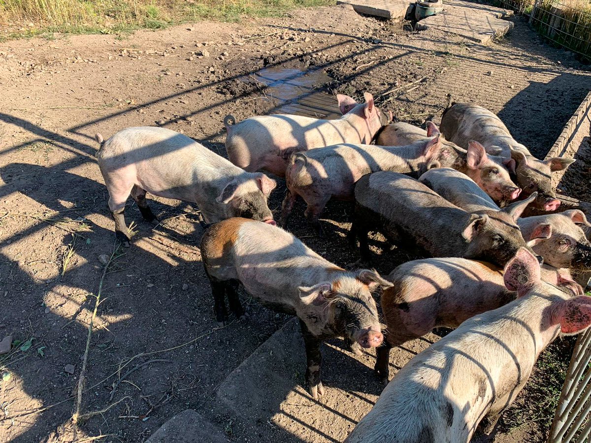 Meat Bringer tweet media