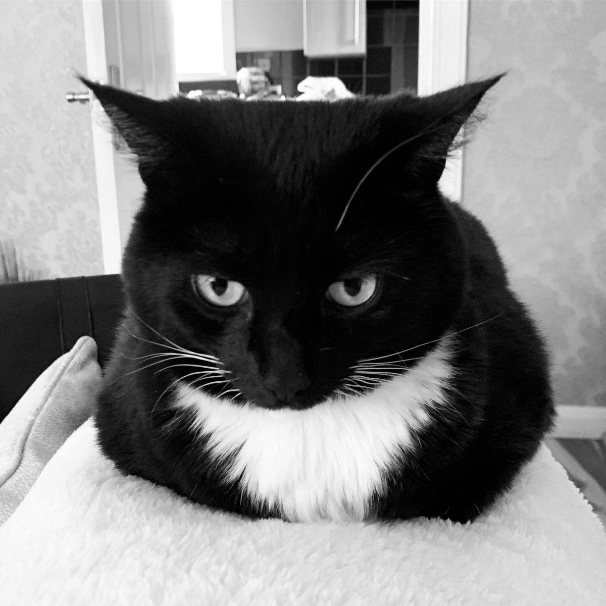wee_ca's tweet image. #catloafmonday #rosie #toocute