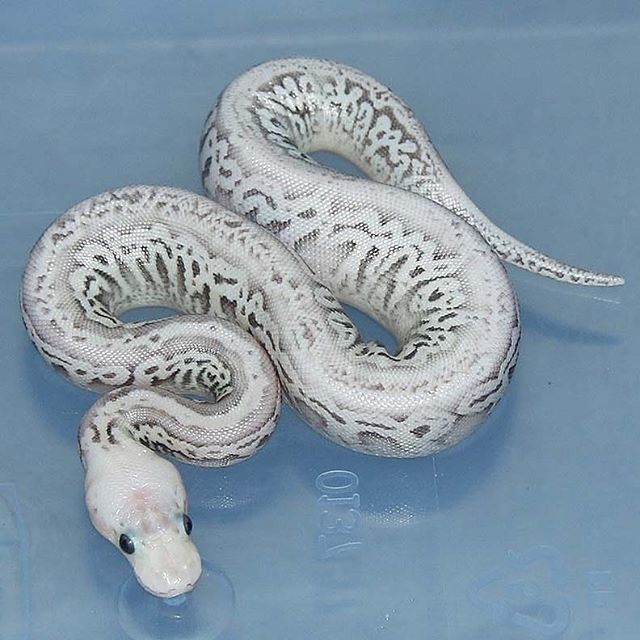 ReptileExpo_ca's tweet photo. Super pastel red axanthic spark pos het genetic stripe.
Repost from @coreywoodsreptile
#coreywoods #coreywoodsreptile #ballpython #ballpythons #pythonregius https://t.co/1uDsb2fPdr https://t.co/nFqid0b0rX