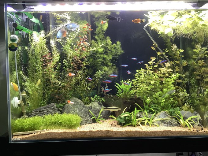 マヤカ 水草 の植え方や増やし方を紹介 トリミング方法やレイアウトも掲載 アクアリウムを楽しもう