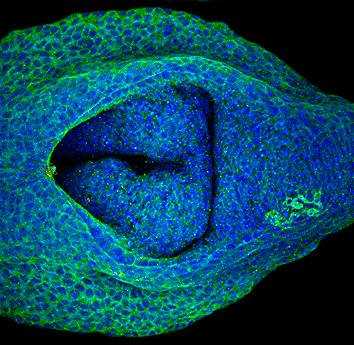 J Cell Science tweet media