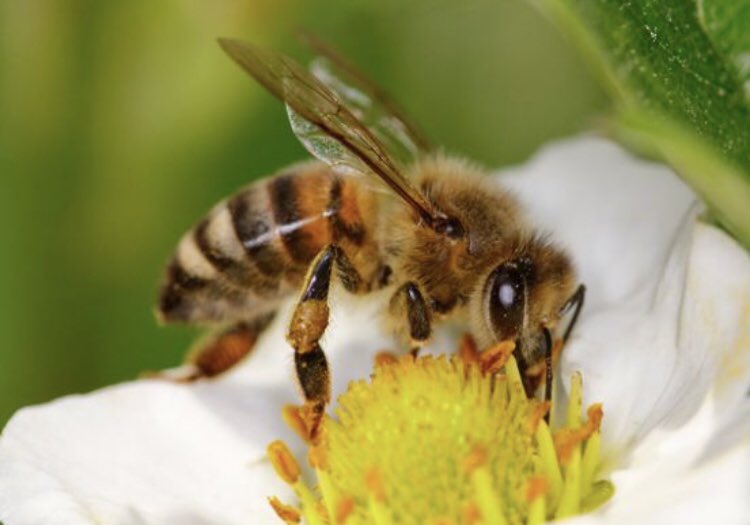 mysticwolf14's tweet photo. There’s 800 different bees in Canada most famous honey n bumble bee #SaveABee🍃🌸🐝 https://t.co/JXFlvo4FvT