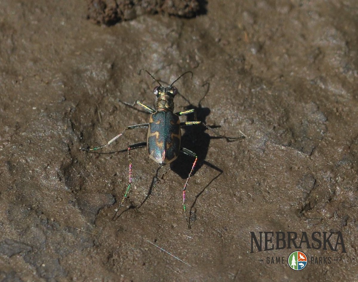 From identifying #plants along roadsides and in prairies to catching #pollinators to releasing the #endangered Salt Creek Tiger Beetle, Jian our <a href="/UNL_APS/">AppliedPlantSystems</a> Intern from #PuertoRico, has had an exciting summer in #Nebraska! <a href="/unlagrohort/">Nebraska Agronomy and Horticulture</a> Photo credit <a href="/NEGameandParks/">Nebraska Game and Parks</a>