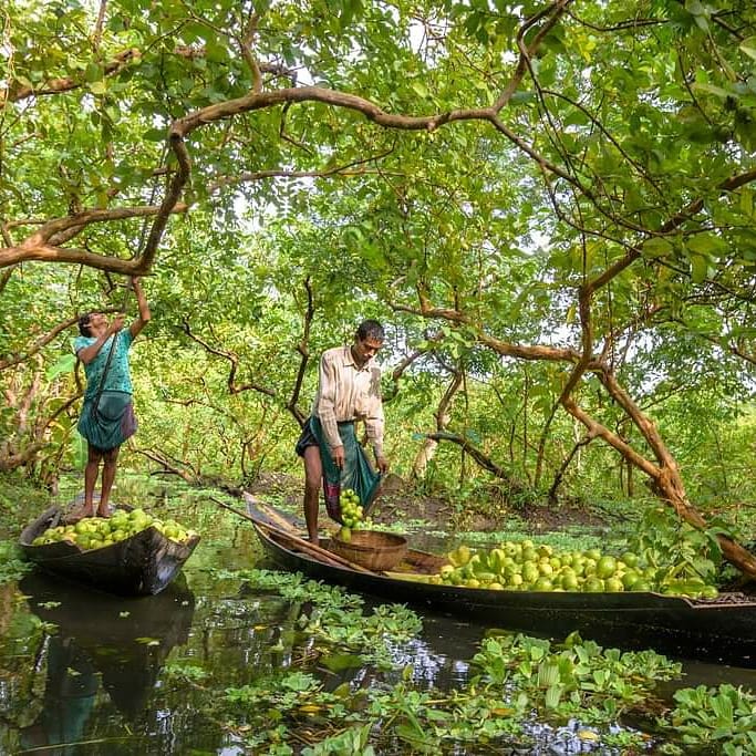 kamalakantNayak's tweet photo. Love to Visit this Place Once...
Anyone Visited?
Beautiful Place surrounded by Nature.
Lush green landscape...Rivers and canals
Picking and Eating Fresh #Guava on #Boat
#Specialreport Coming Soon...
#Floting #Guava #Market
#Jhalakati #Swarupakathi
#Bangladesh https://t.co/rwLctK3Y9l