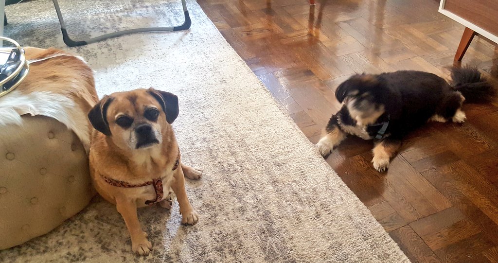 PetCareSrvs's tweet photo. Rocky the #Puggle and Zeke the #Pekingese, my new friends from the #Eastside. We had a lovely weekend together. Have you scheduled your #sleepover #service yet? Message us 24hrs a day. #Professional #Petcare #Services #overnight #NewYorkCity #Manhattan #MonclairNJ #MonclairCenter https://t.co/Zk6PXa2DUs