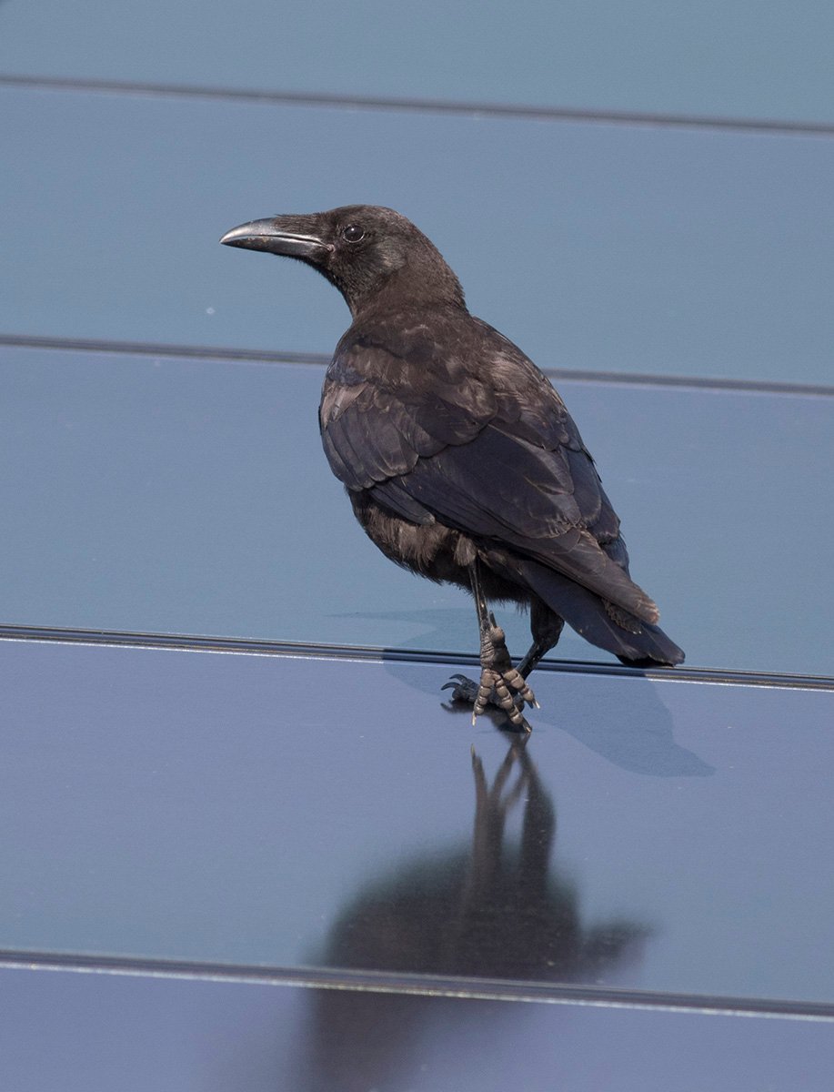 宮本 桂 V Twitter 太陽光発電のパネルの色 カラスの羽色に似てますね