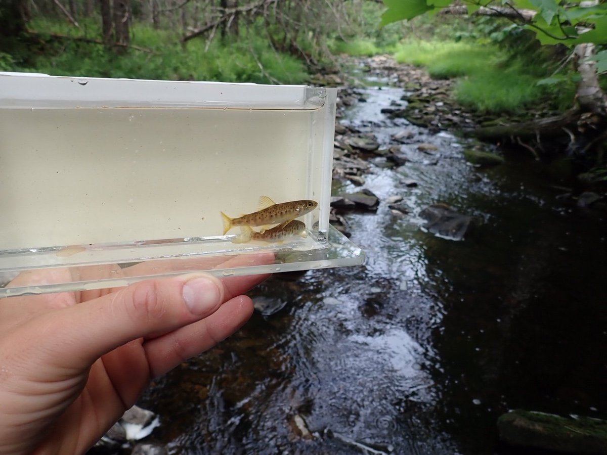 Job posting: <a href="/DFO_MAR/">DFO Maritimes</a> biologist inventory. bit.ly/2Zt9I1e
*while I only have salmon photos to illustrate this tweet... you could probably work with other nearly-as-cool species too