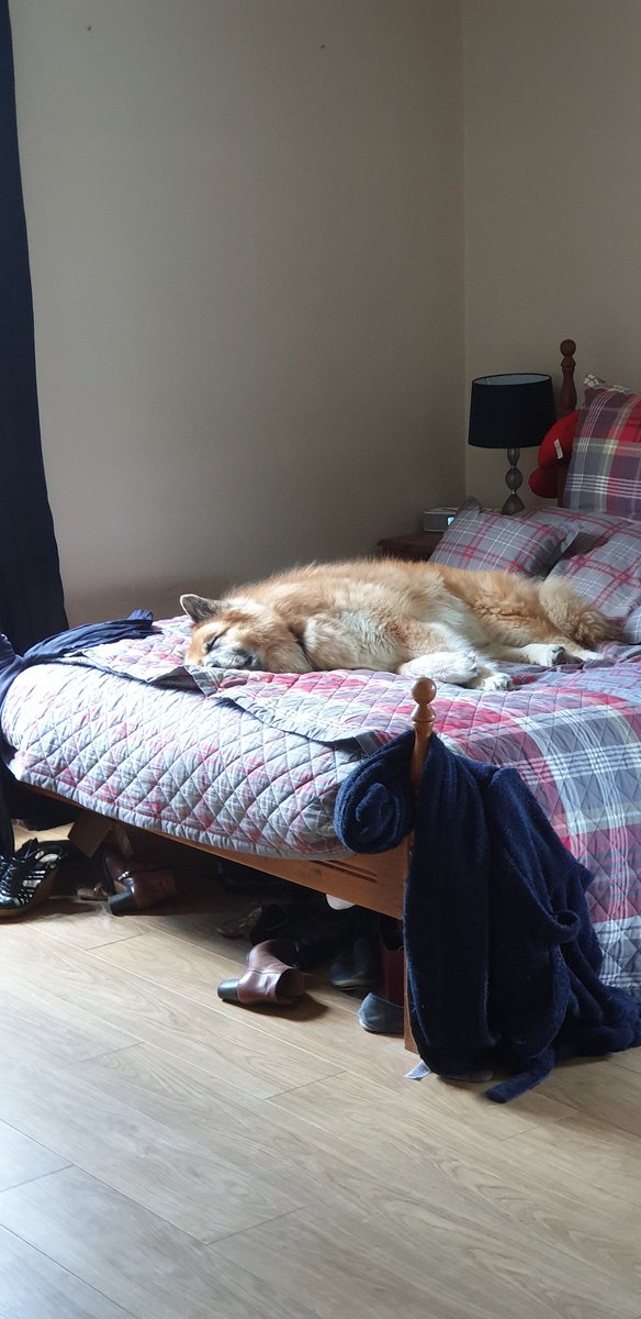 LFCSam90's tweet photo. Archie taking full advantage of my parents not being home with the peace and quiet, stealing their bed and everything 😭🤣

(Ignore the mess of a room) https://t.co/0Yp1sZqFvy