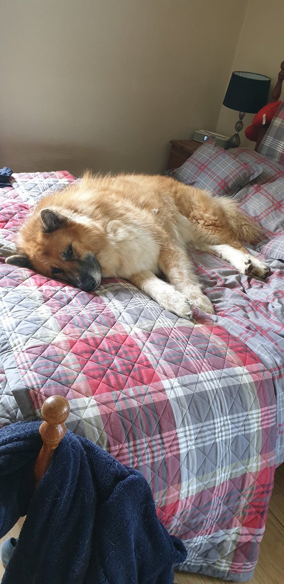 LFCSam90's tweet photo. Archie taking full advantage of my parents not being home with the peace and quiet, stealing their bed and everything 😭🤣

(Ignore the mess of a room) https://t.co/0Yp1sZqFvy