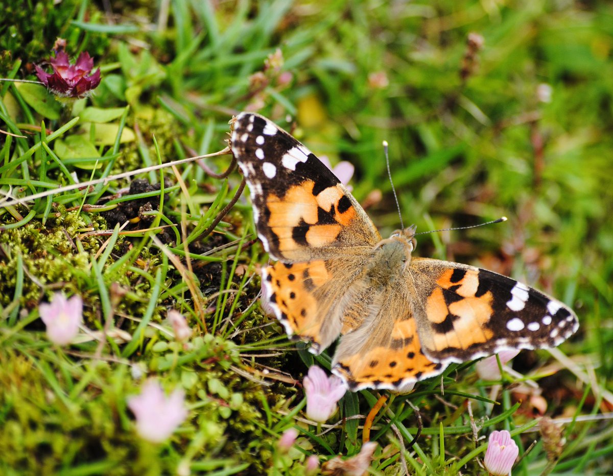 There's been an influx of painted ladies recently, even on St Kilda! These intrepid butterflies have migrated all the way from northern Africa, and 150 were counted on a walk to the Lover's Stone this morning - with hundreds more arriving across the archipelago!🦋🦋 #migration