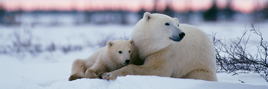 Wapusk National Park

The park(established in 1996) is located in the Hudson Plains ecozone, 45 kilometres south of Churchill in north-east Manitoba, Canada, on the shores of Hudson Bay.